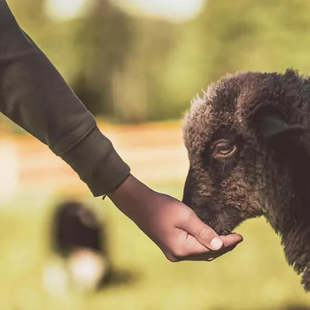 シャレー Na Stecowce