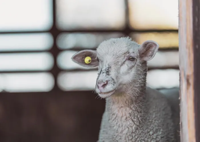 בקתה Na Stecowce איסטבנה